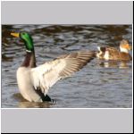 Anas platyrhynchos - Stockente 11.jpg